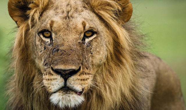 Il leone europeo è stato uno dei primi grandi mammiferi a essere spinto all’estinzione dalle attività umane