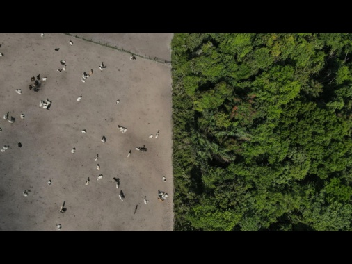 Ok finale al rinvio delle legge Ue contro la deforestazione