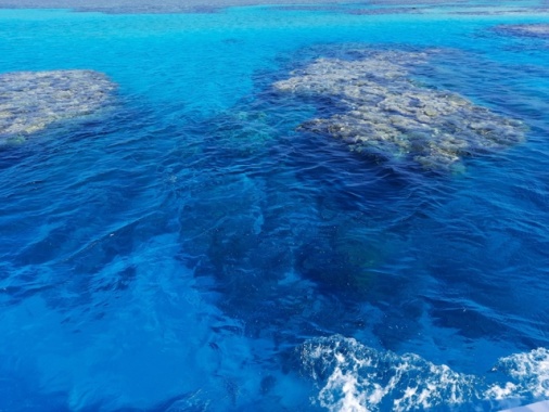 Due turisti italiani attaccati da squalo in Mar Rosso, un morto