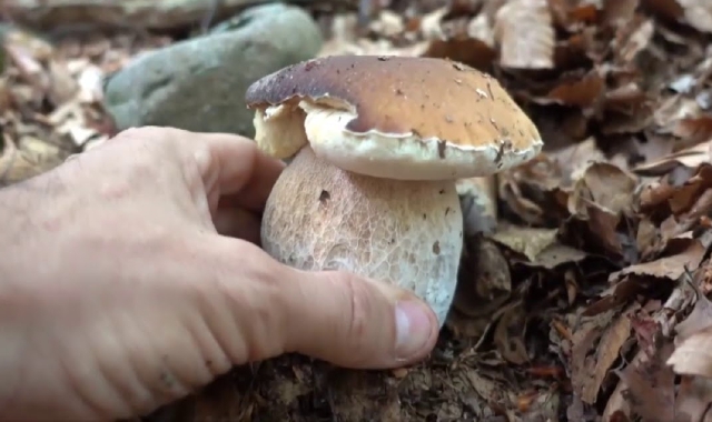 Funghi, anno da dimenticare. Ma pochi incidenti