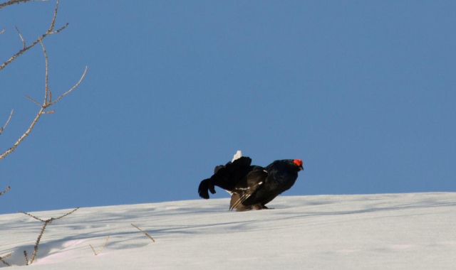 Il fagiano di monte nell’area protetta dell’Alpe Devero