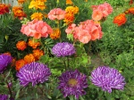 Fiori dai Semi: Come Trasformare il Tuo Giardino fin dall'Inizio 3