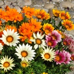 Fiori dai Semi: Come Trasformare il Tuo Giardino fin dall'Inizio 4