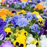 Fiori dai Semi: Come Trasformare il Tuo Giardino fin dall'Inizio 5