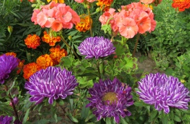 Fiori dai Semi: Come Trasformare il Tuo Giardino fin dall'Inizio 5