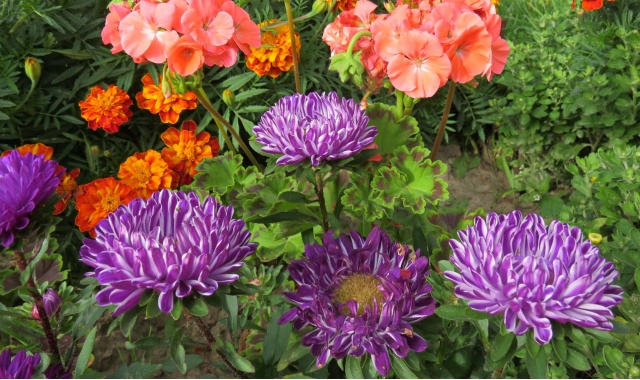 Fiori dai Semi: Come Trasformare il Tuo Giardino fin dall'Inizio 6