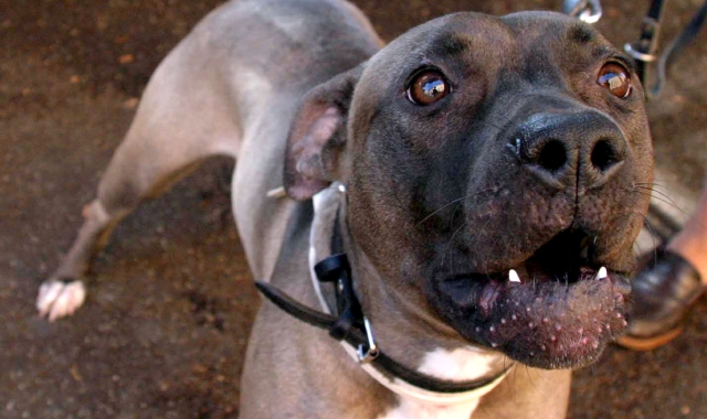 Un “patentino” per i cani pericolosi