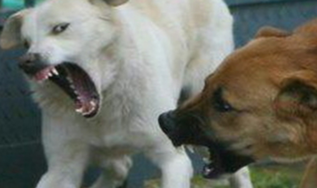 Una lite tra cani, come quella che ha originato lo scontro tra i padroni a Varese (foto archivio)