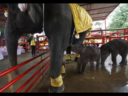 Troppi elefanti in Thailandia, arriva la 'pillola'