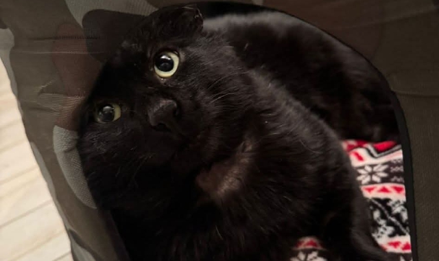 Il gatto Romeo