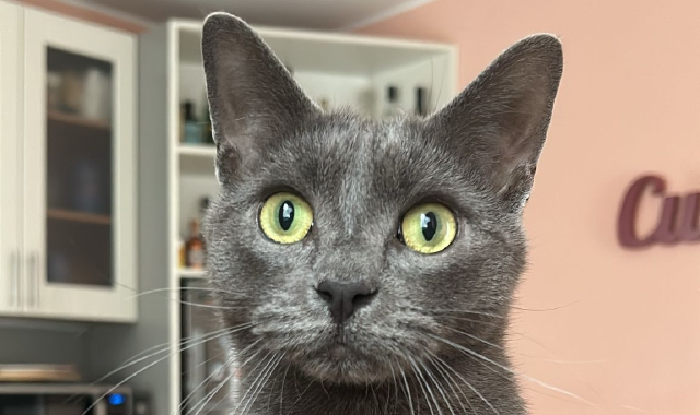 Il gatto Odino