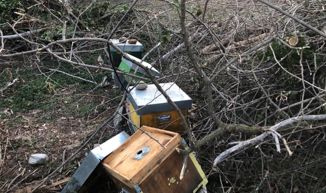 Distrutto allevamento di api: rabbia a Gallarate