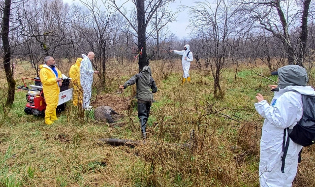 Carcasse di cinghiali: allarme peste suina nel Parco del Ticino