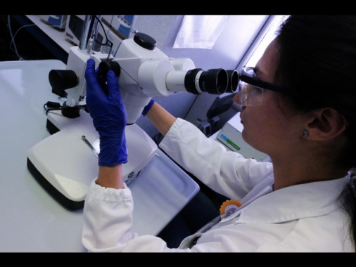 Scoperto un nuovo antibiotico dopo 30 anni,sfida i super batteri