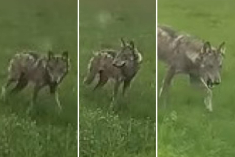 Lupo a passeggio nei prati di Agrate Conturbia