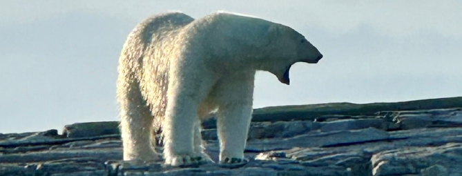 Faccia a faccia con l’orso polare: Della Bordella racconta la Groenlandia