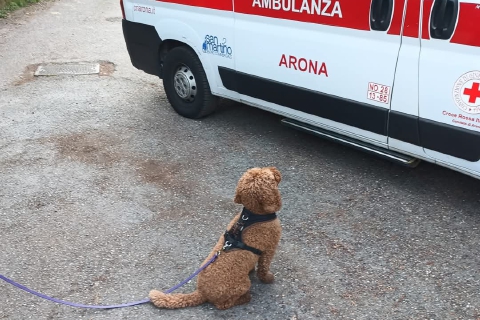 La padrona ha un malore, il cane non l’abbandona. E viene “adottato”