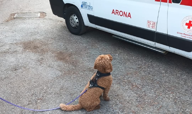La padrona ha un malore, il cane non l’abbandona. E viene “adottato”