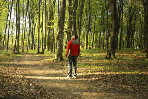 Sentinelle delle foreste