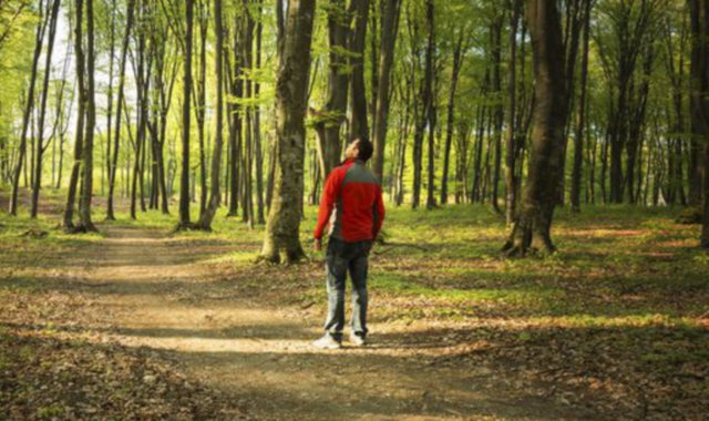 Sentinelle delle foreste