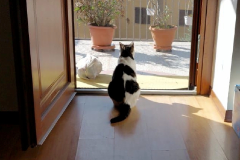 Gatto sbranato da due cani liberi
