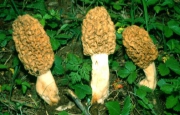 Funghi di primavera, ma attenti ai pericoli