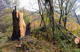 Sacro Monte e Campo dei Fiori: «Tutela dei boschi e sicurezza»