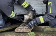 Cade nella fossa biologica, cane salvato a Fagnano