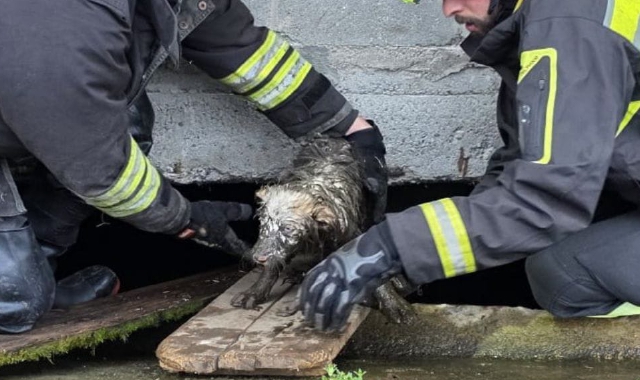 Cade nella fossa biologica, cane salvato a Fagnano