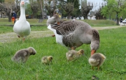 Cresce la famiglia di oche di Angera