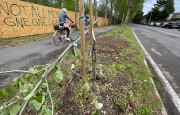 Spezzati gli alberelli di via Milano