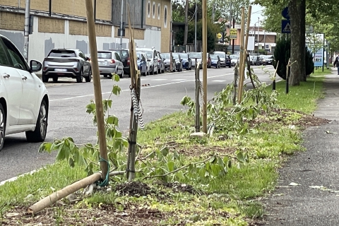 Alberi spezzati, cinque giovani ripresi dalle telecamere
