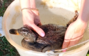 Olio nel Lura, anatra quasi soffocata