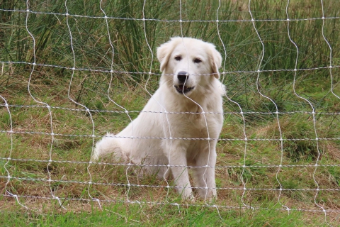 Veterinario gratis a chi adotta un cane anziano