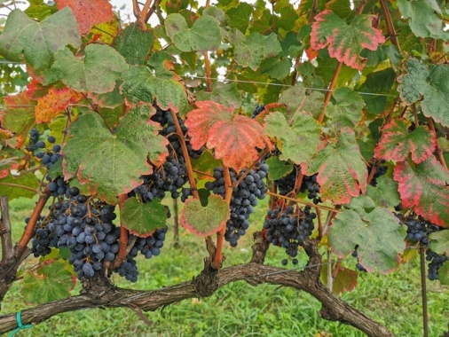 Export vino da Italia a 4,9 miliardi, soprattutto verso Usa