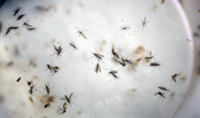 Caso di Dengue nel Comasco: disinfestazione ma nessun allarme