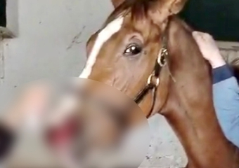 «I cavalli non si muovono»: malore alle Scuderie Olona