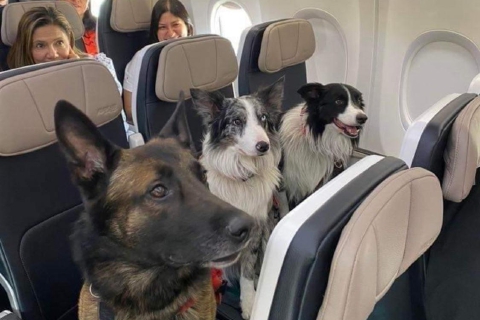 In volo con labrador e dalmata: ora si può