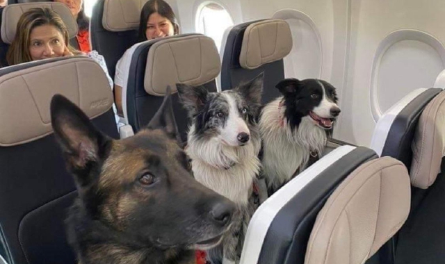 Anche per Malpensa la nuova delibera sul trasporto di animali domestici comporterà dei cambiamenti nell’accoglienza