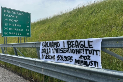 «Salviamo i beagle dalla vivisezione»