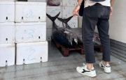 Pesca illegale, bloccata consegna a un ristorante del Varesotto