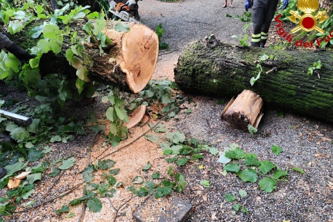 Notte di maltempo: alberi caduti e cavi elettrici strappati
