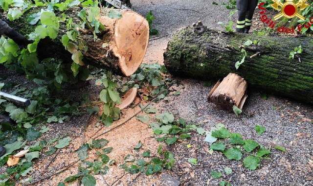 Notte di maltempo: alberi caduti e cavi elettrici strappati