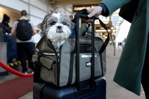 Malpensa, cani a bordo: «Trasportino su sedile lato finestrino»