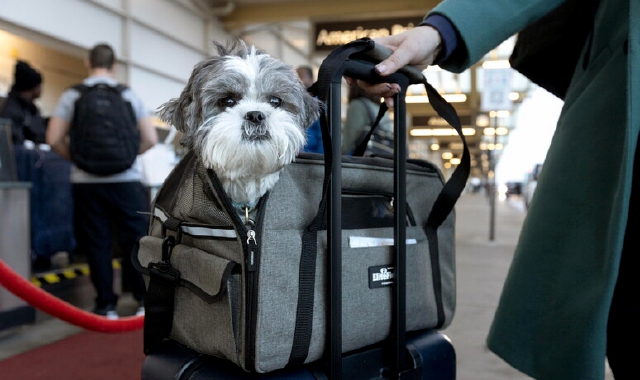 Malpensa, cani a bordo: «Trasportino su sedile lato finestrino»
