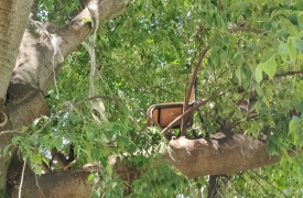 Sugli alberi le sedie rubate a scuola: indagini a Legnano