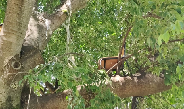 Sugli alberi le sedie rubate a scuola: indagini a Legnano