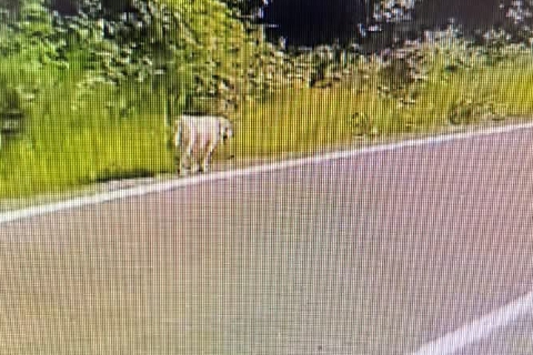 Abbandona il cane in strada e scappa