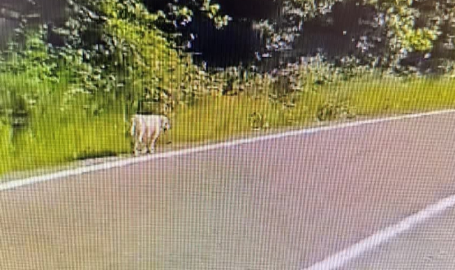 L’immagine del cane immortalata da un testimone dell’abbandono