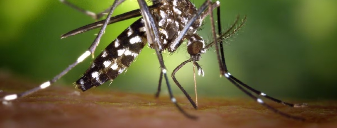 Dengue a Solbiate Arno, un caso sospetto